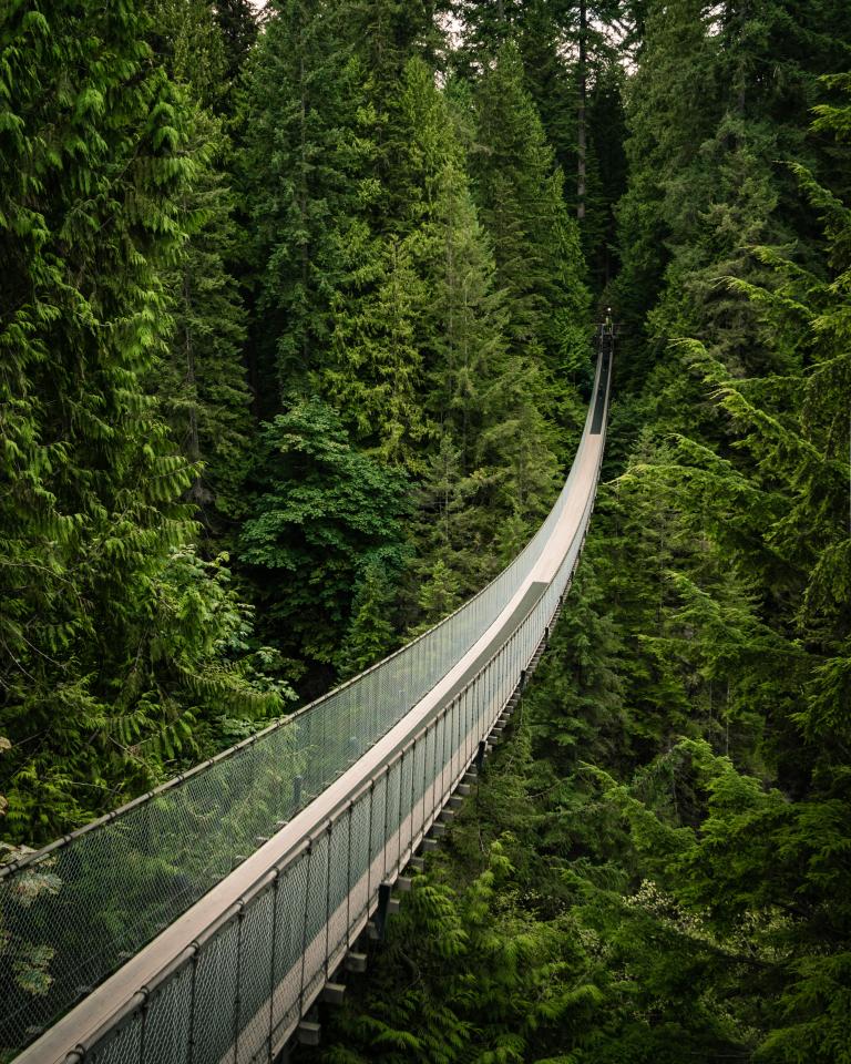 pic-forest-bridge