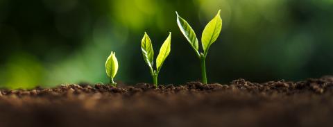 Three plants growing next to each other in brown dirt